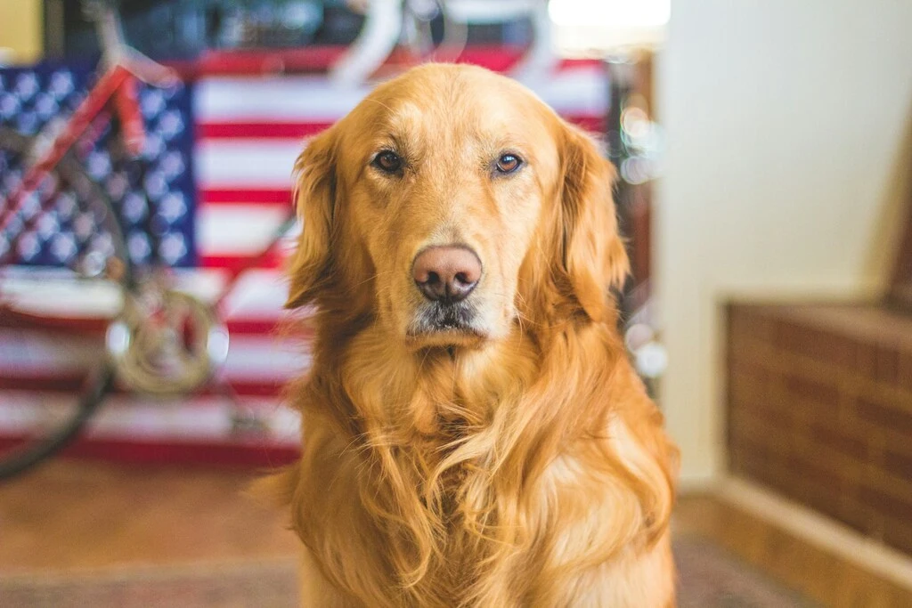 labrador dog