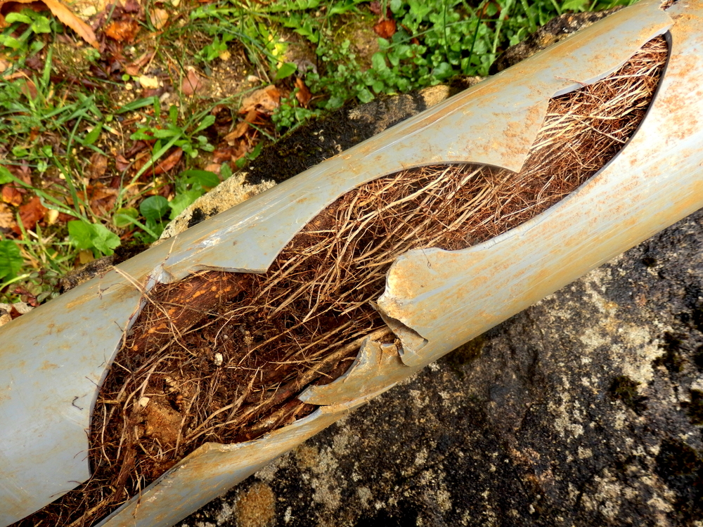 Featured image for “Sewer Line Issues: Common Problems and Effective Solutions”